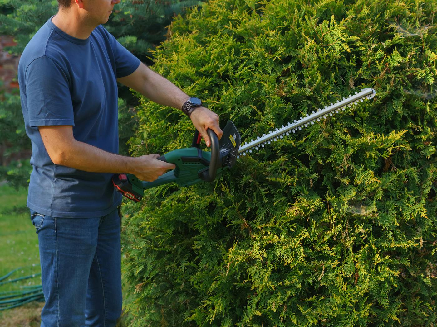 Boxwood hedges shaped along a residential walkway, tidy after a trim.